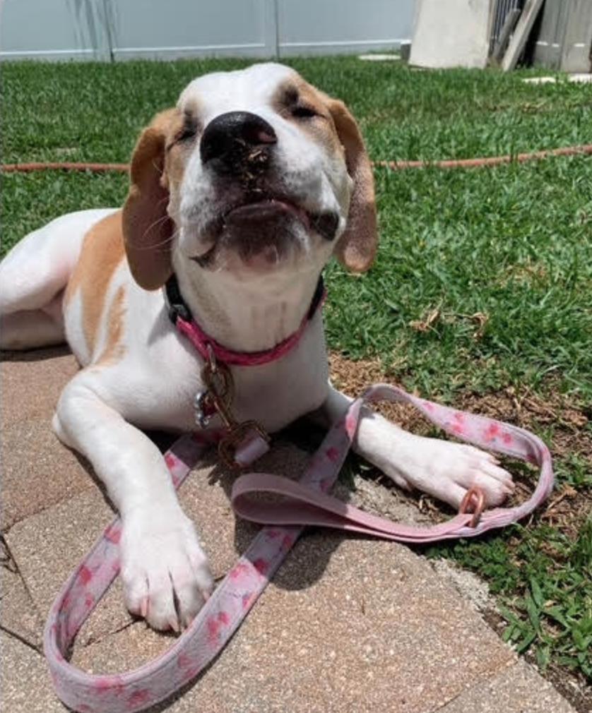 Georgia, a Adoptable American Bulldog in Osteen, FL image 2/3