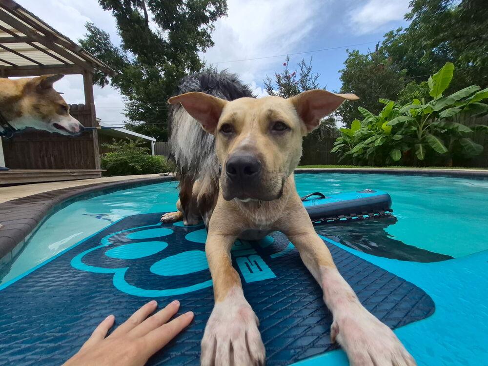 Guero (aka Whedo) 💜 🤍, Adoptable, Young Male Labrador Retriever & American Bully.