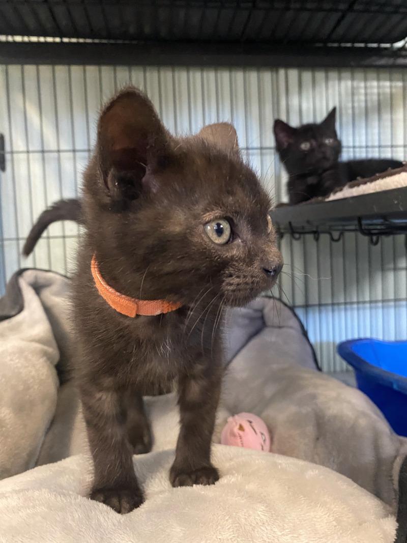 Tango, Adoptable, Young Male Domestic Short Hair.