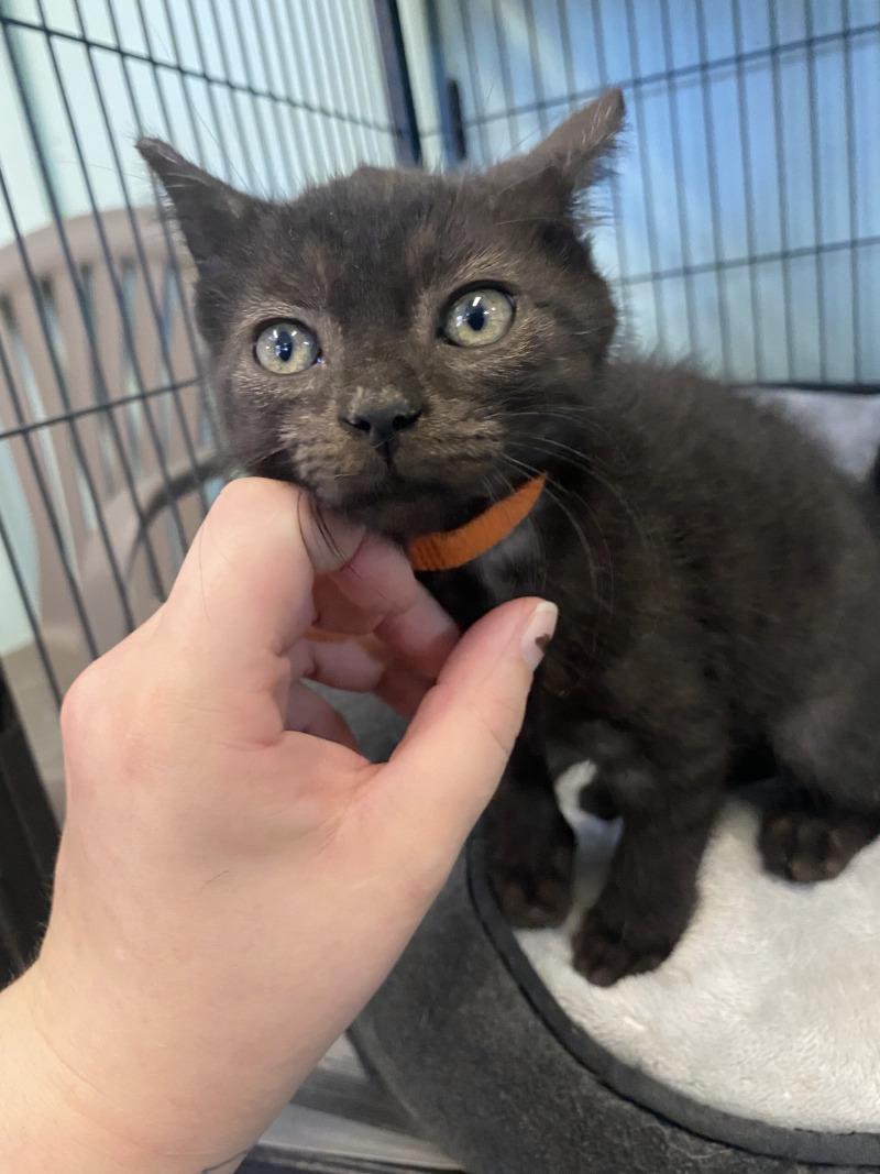 Enlarge Tango, a Adoptable Domestic Short Hair in Cortland, NY image 2/3
