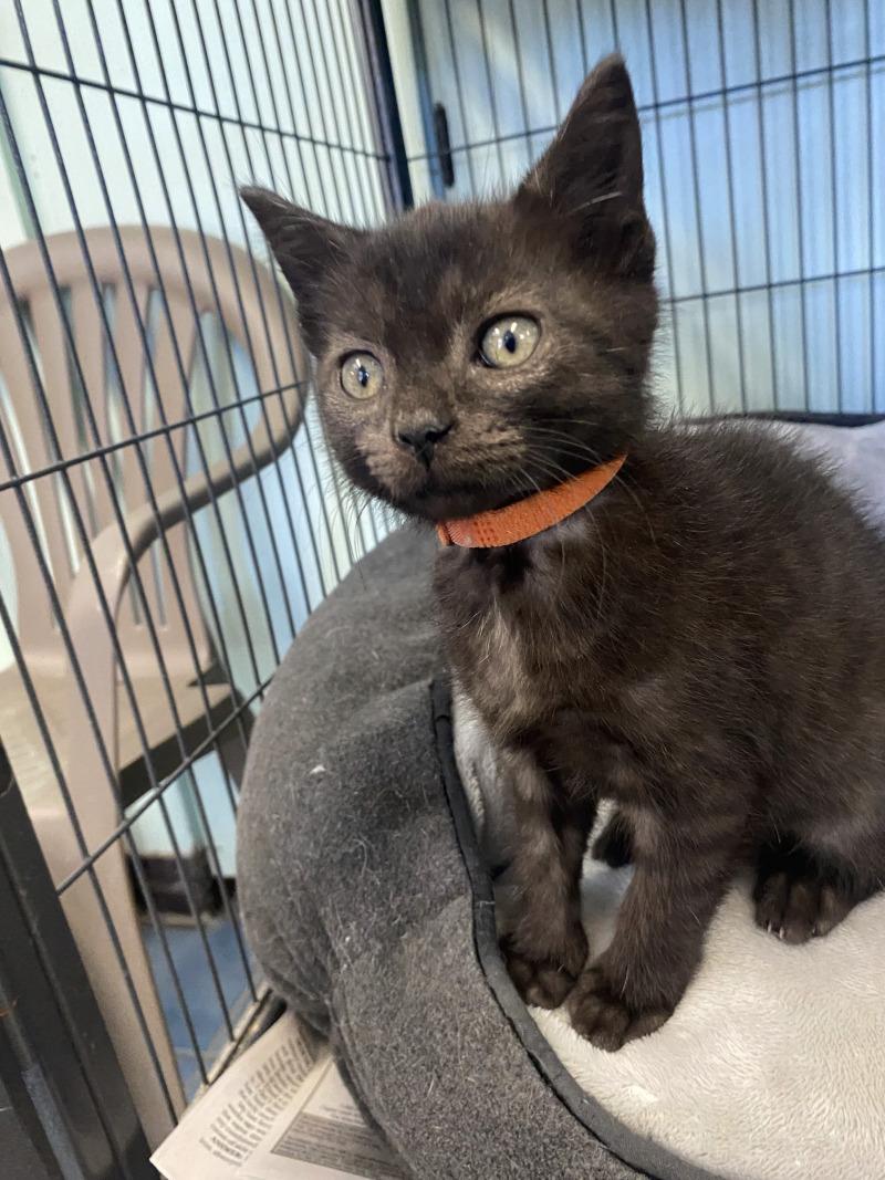 Enlarge Tango, a Adoptable Domestic Short Hair in Cortland, NY image 3/3