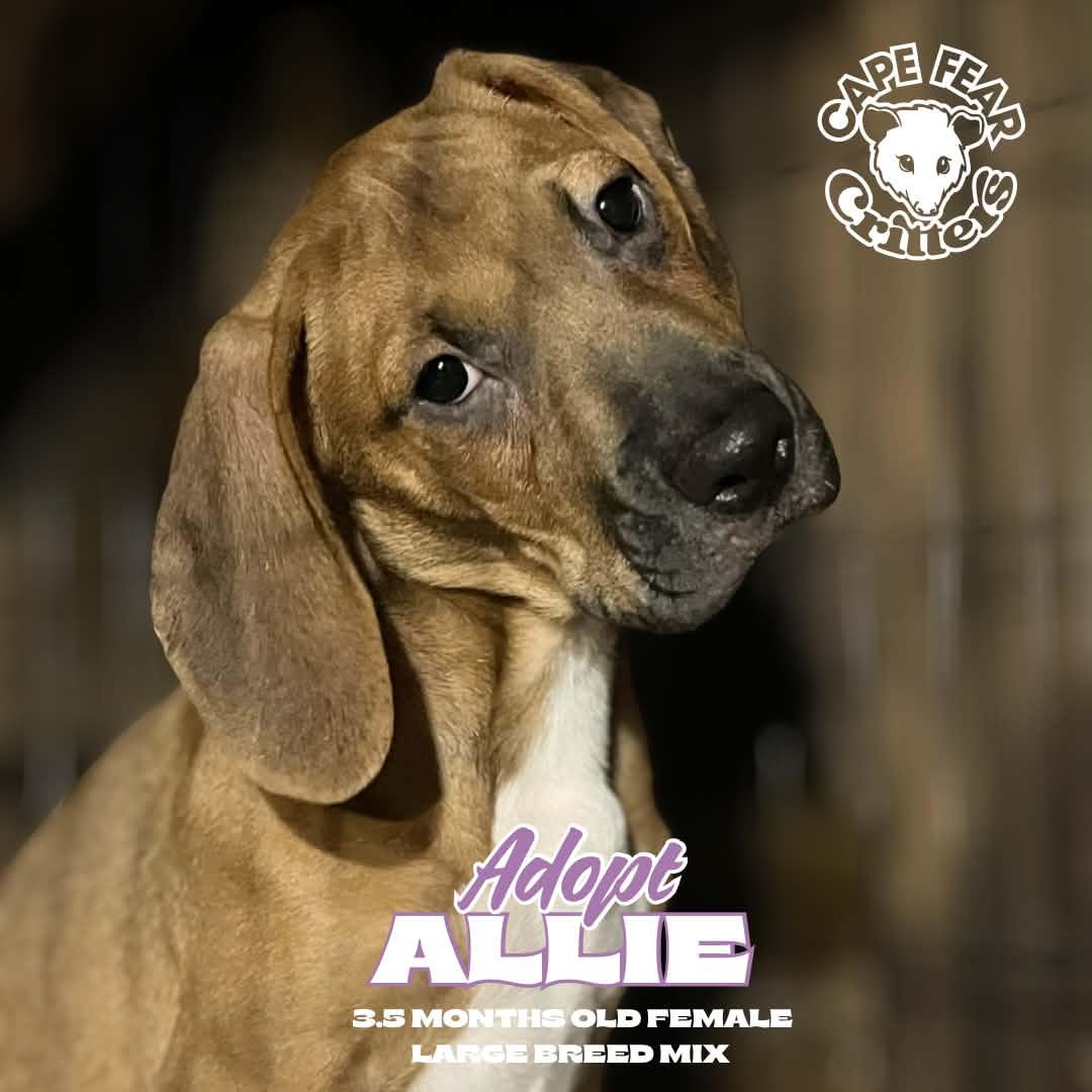 Allie, ADOPTABLE, Puppy Female Black Mouth Cur.