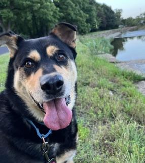 Enlarge Dolly Madison, a Adoptable mixed breed in Kansas City, MO image 1/3