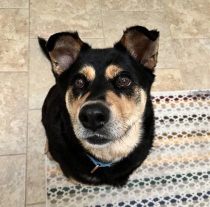 Enlarge Dolly Madison, a Adoptable mixed breed in Kansas City, MO image 2/3