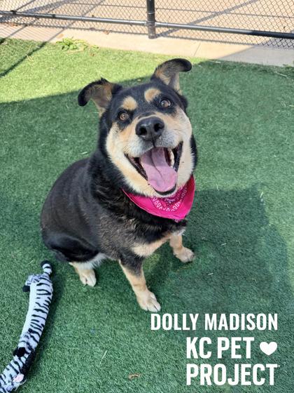 Enlarge Dolly Madison, a Adoptable mixed breed in Kansas City, MO image 3/3