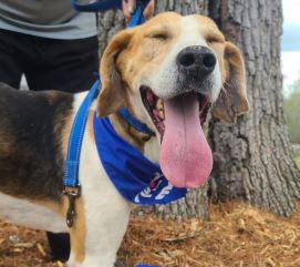 Enlarge Peanut, a Adoptable Hound in Clarksville, VA image 1/1