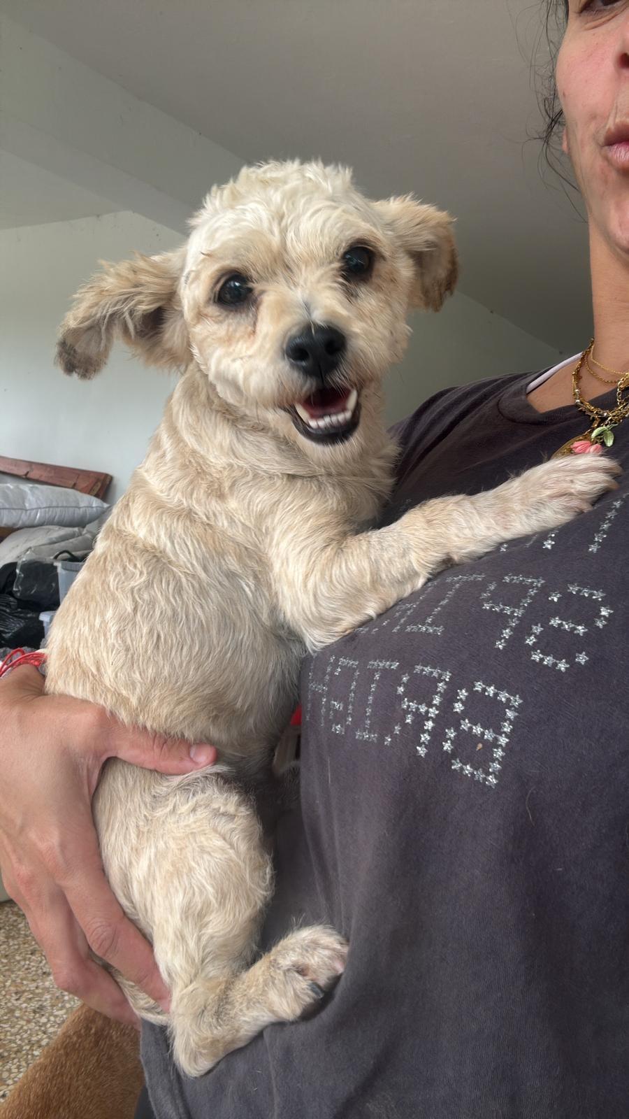 Otto