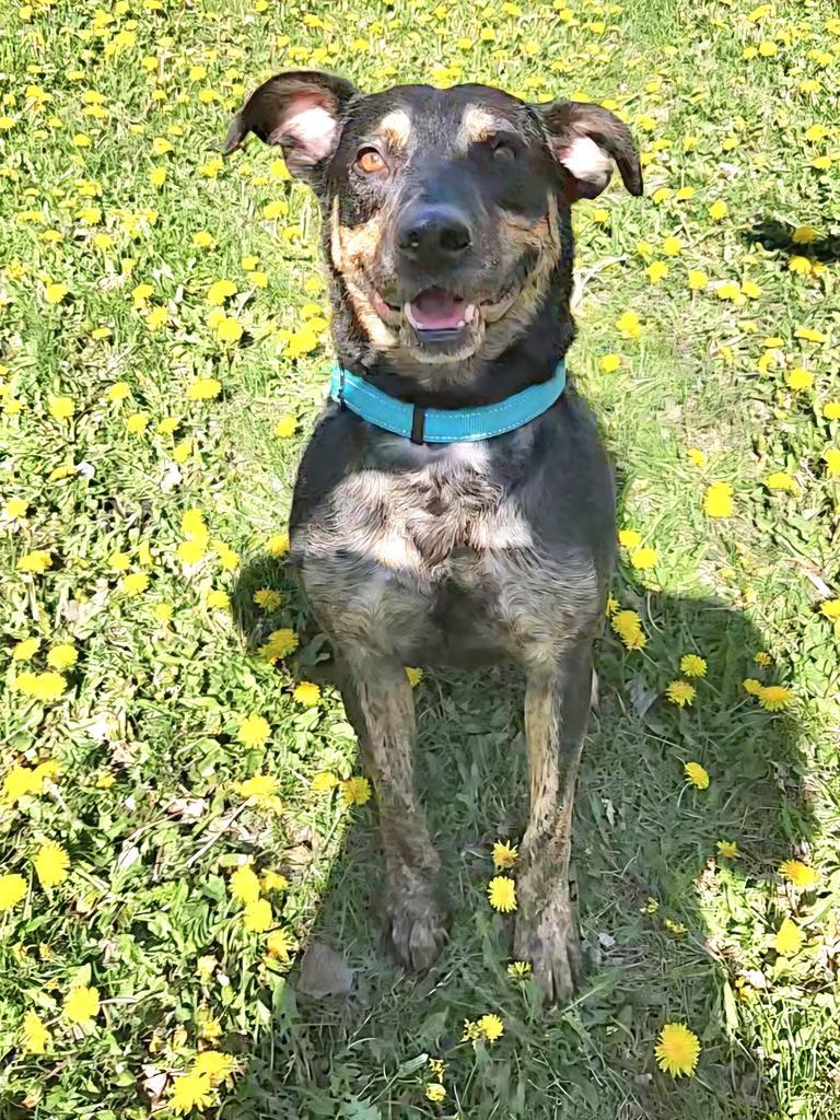 Enlarge Willie, a Adoptable Mixed Breed in Grand Forks, ND image 2/6