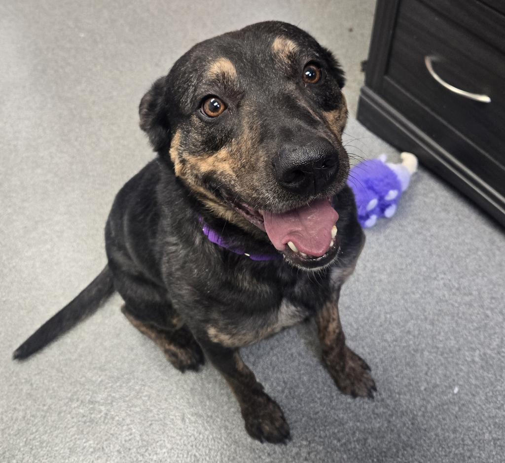 Enlarge Willie, a Adoptable Mixed Breed in Grand Forks, ND image 4/6