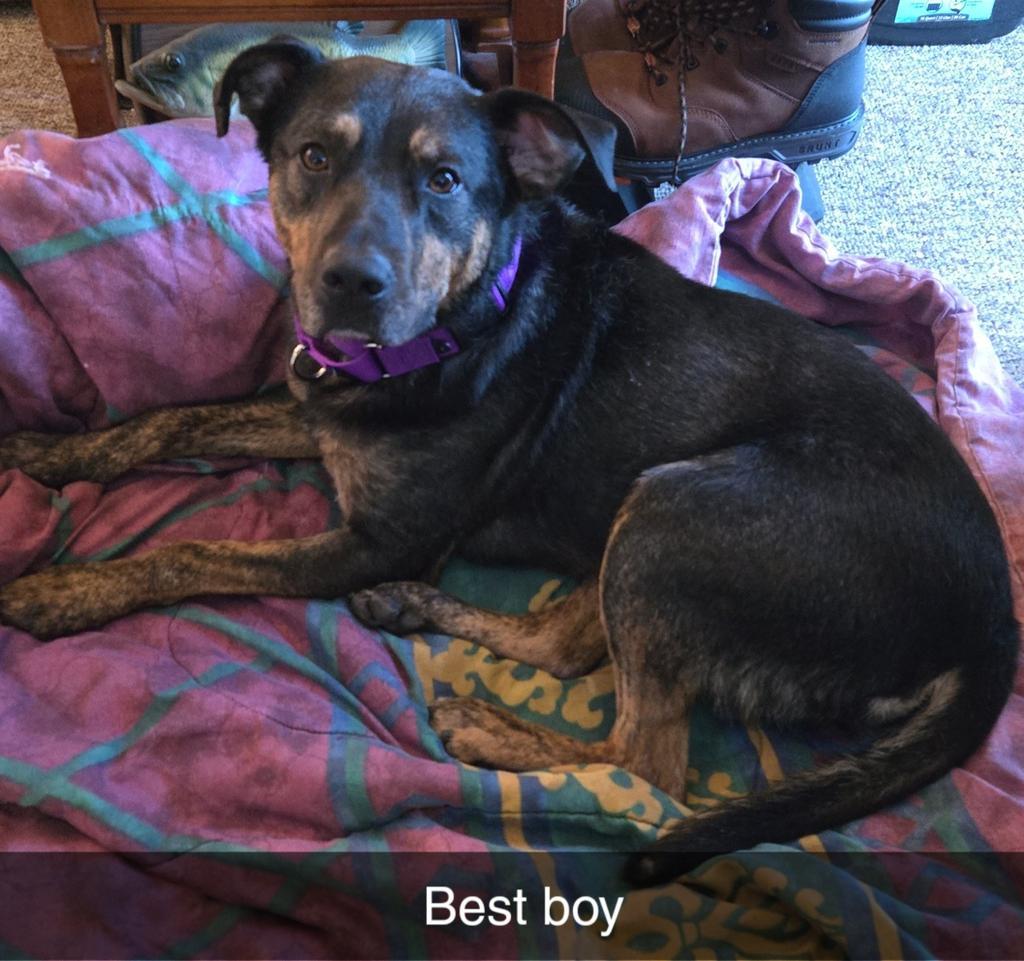 Enlarge Willie, a Adoptable Mixed Breed in Grand Forks, ND image 6/6