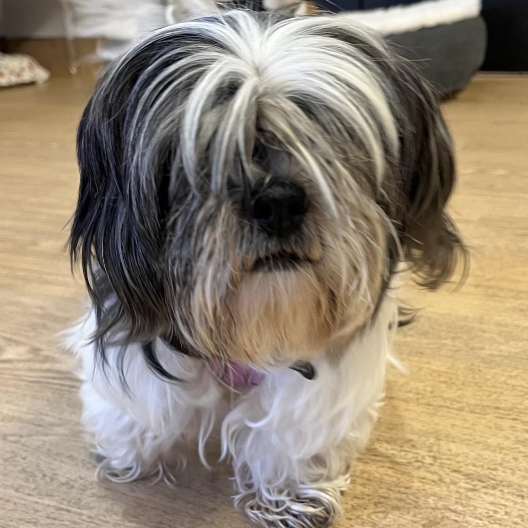 Cardigans 14516, Adoptable, Senior Female Shih Tzu.