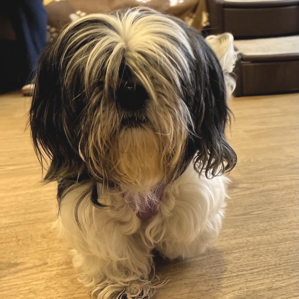Enlarge Cardigans 14516, a Adoptable Shih Tzu in San Francisco, CA image 2/2