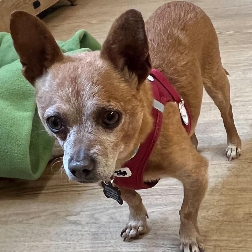 Enlarge Armani 13920, a Adoptable Chihuahua in San Francisco, CA image 1/6