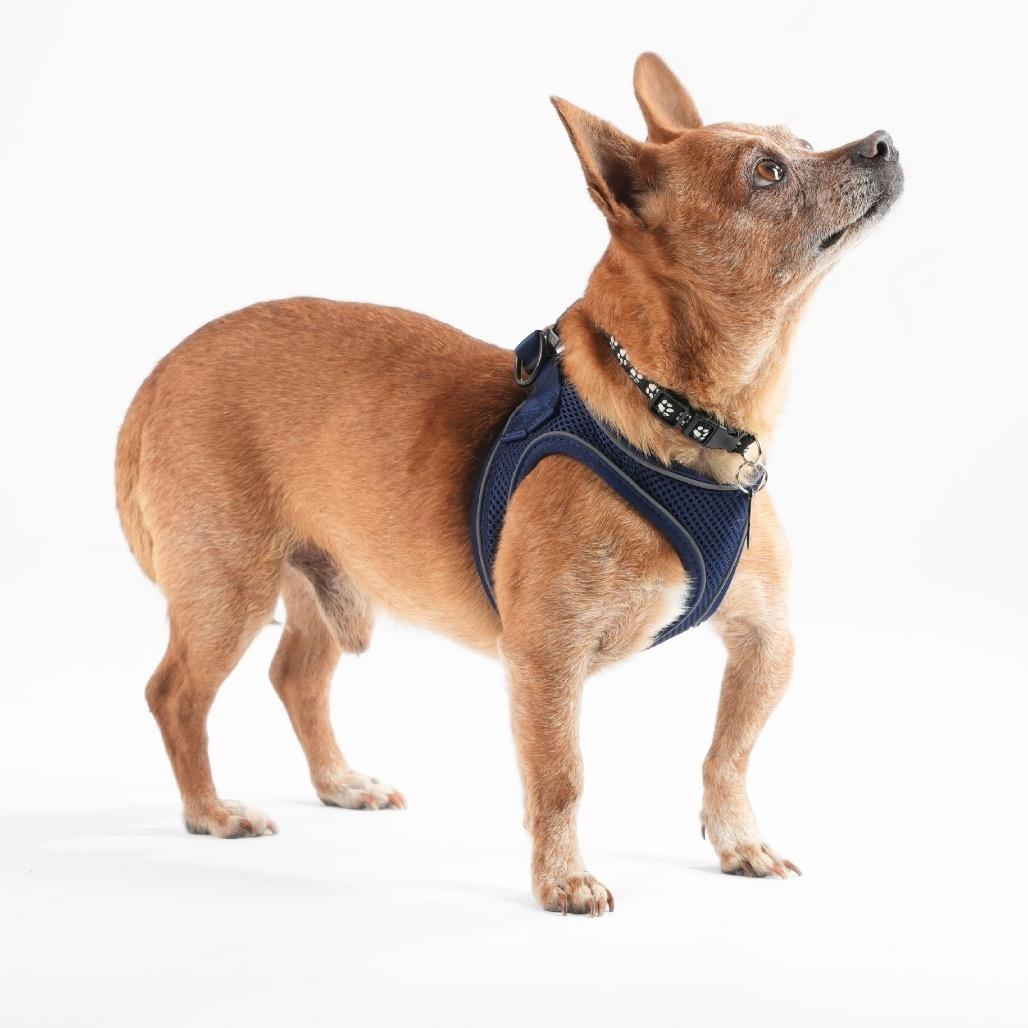 Enlarge Armani 13920, a Adoptable Chihuahua in San Francisco, CA image 2/6