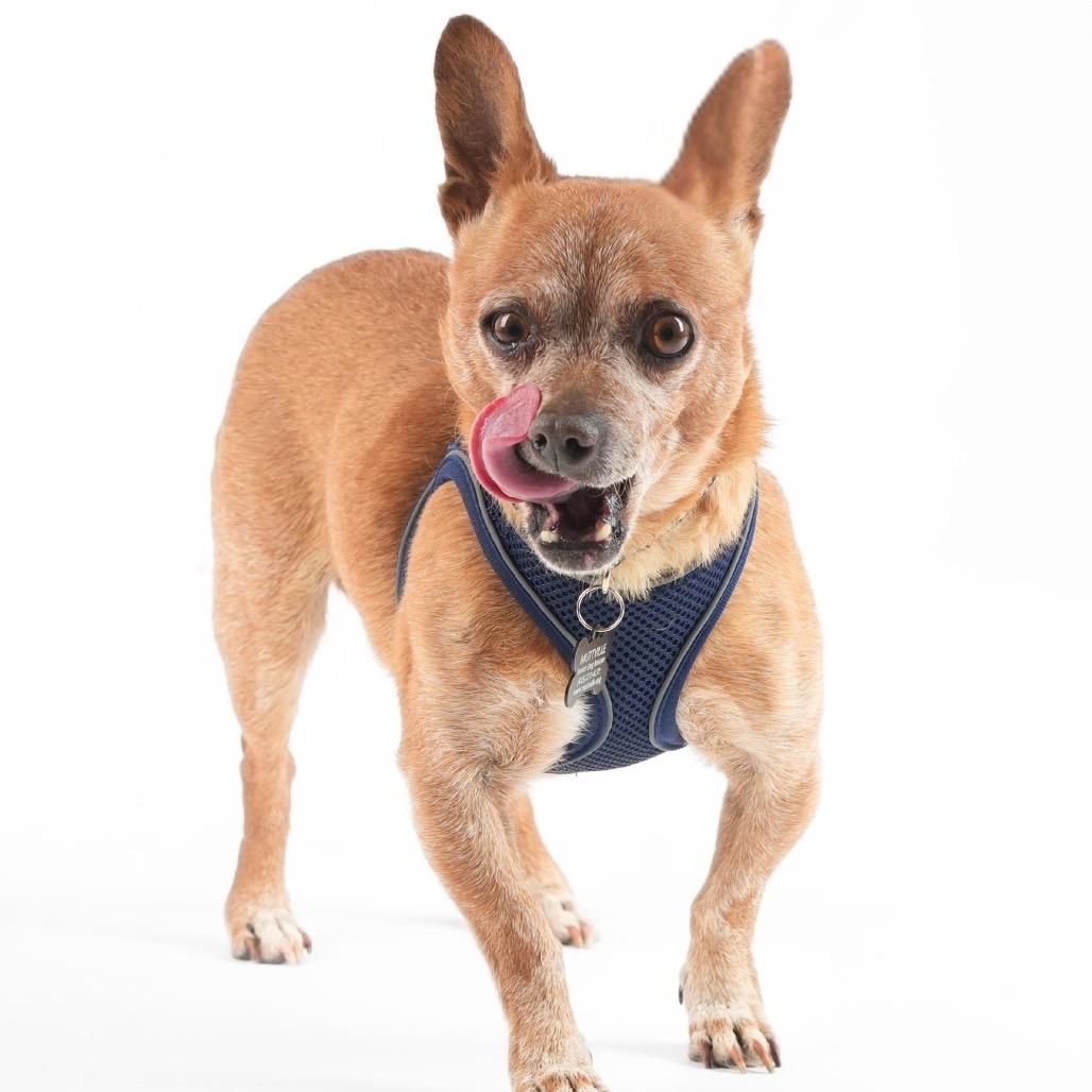Enlarge Armani 13920, a Adoptable Chihuahua in San Francisco, CA image 3/6
