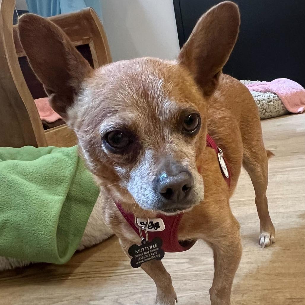 Enlarge Armani 13920, a Adoptable Chihuahua in San Francisco, CA image 4/6