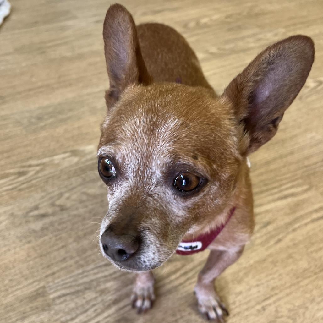 Enlarge Armani 13920, a Adoptable Chihuahua in San Francisco, CA image 5/6