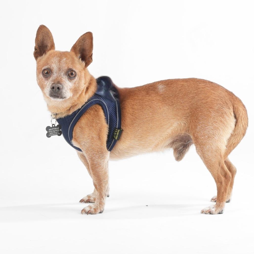 Enlarge Armani 13920, a Adoptable Chihuahua in San Francisco, CA image 6/6