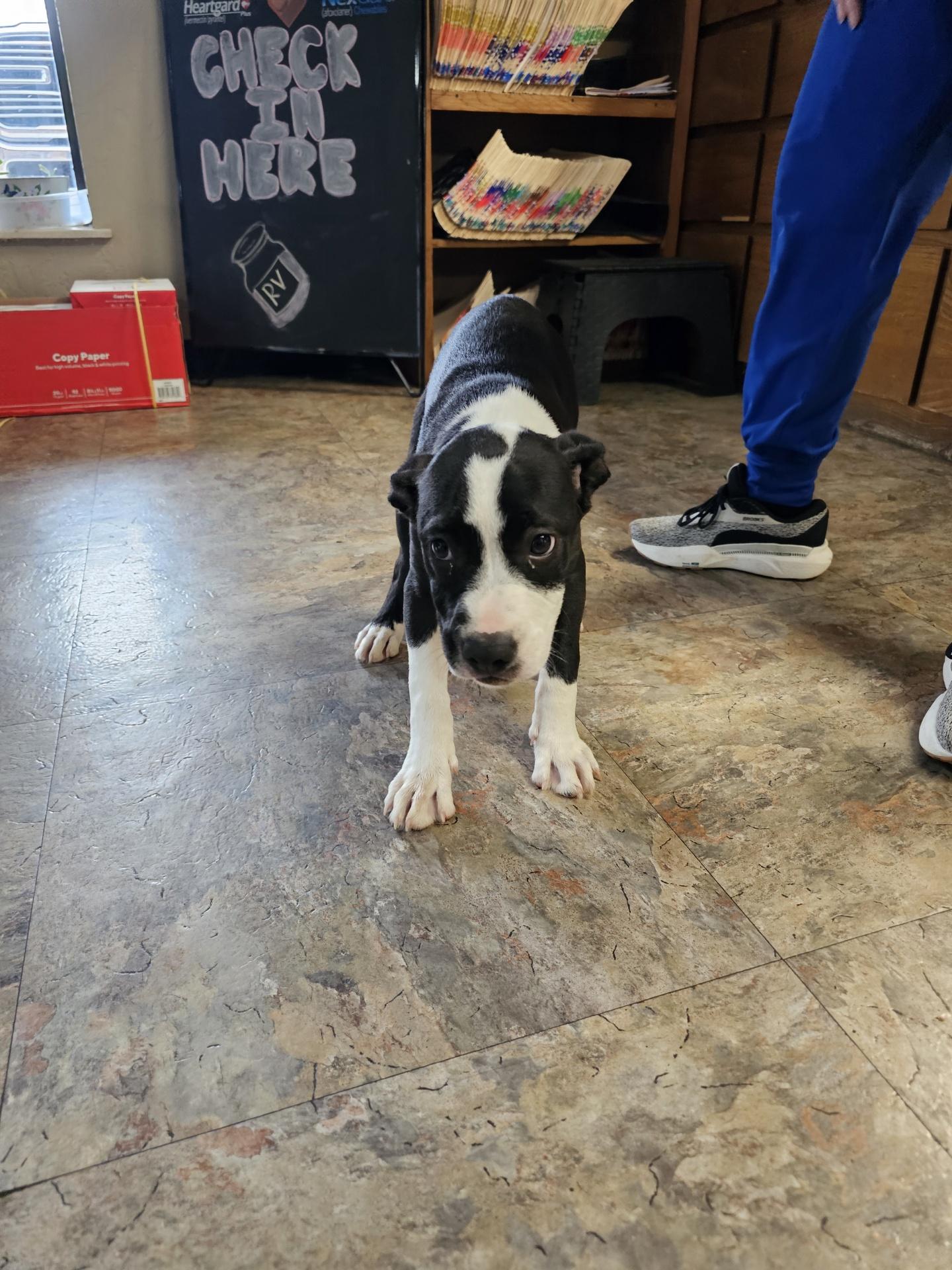 Bandit, Baby Male Boxer