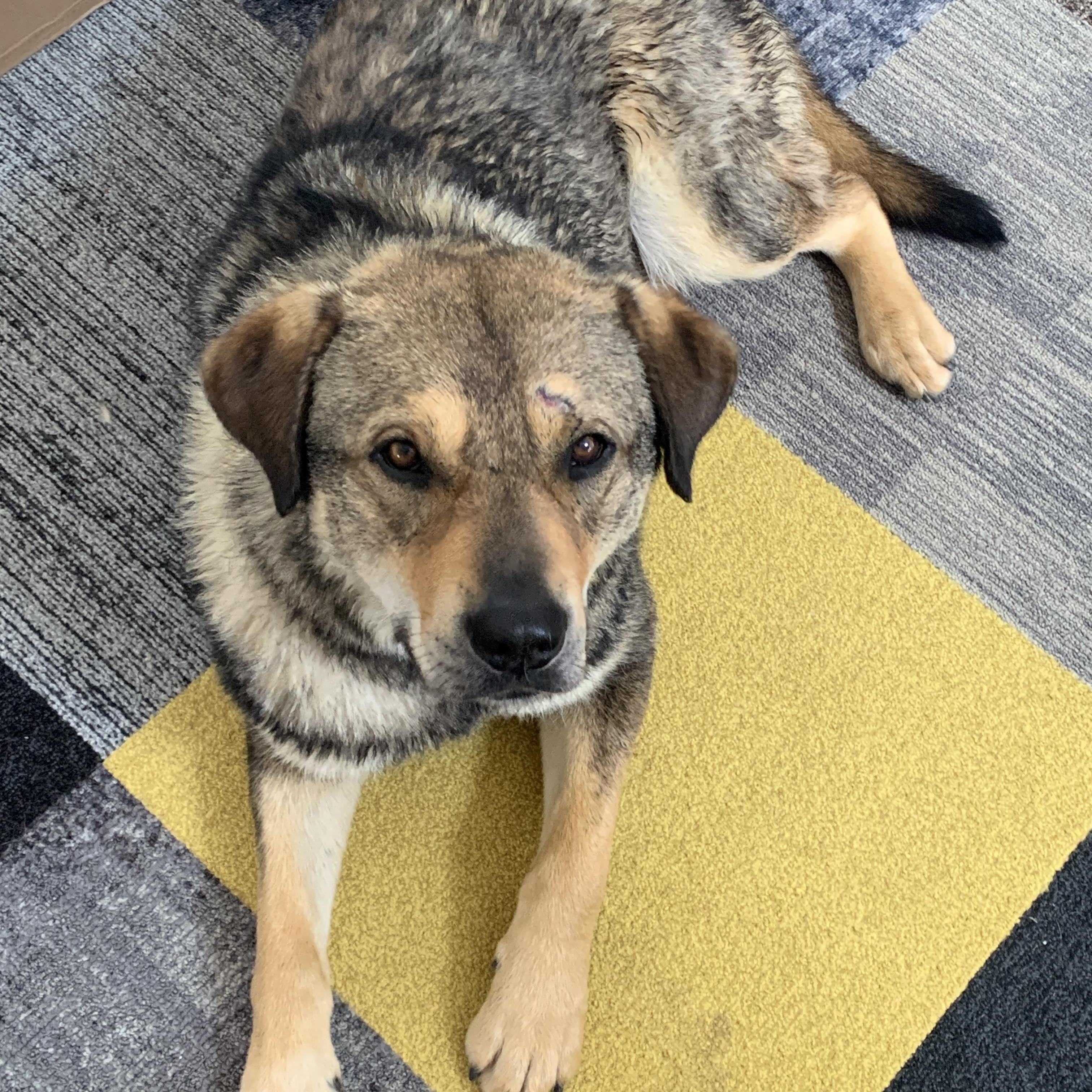 Enlarge Prince, a ADOPTABLE mixed breed in Albuquerque, NM image 4/5