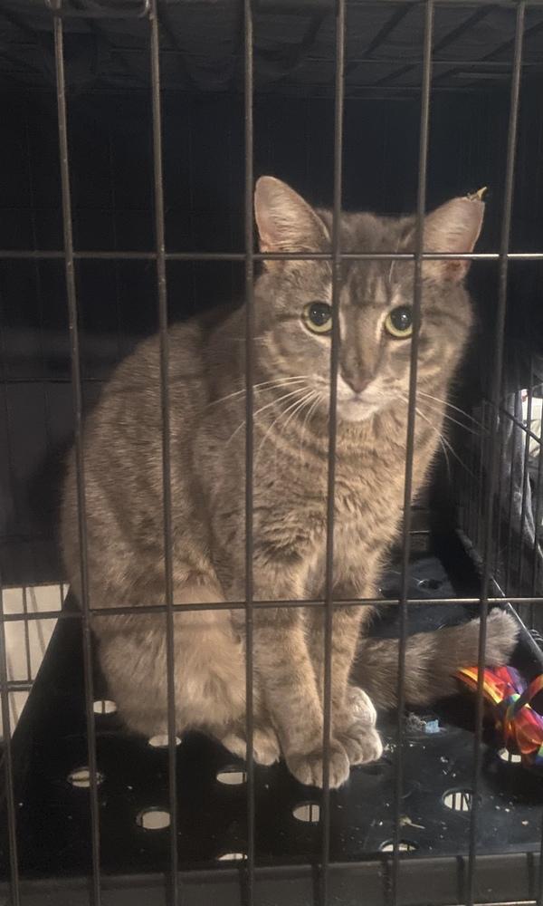 Momma Farah, Adoptable, Adult Female Domestic Short Hair.