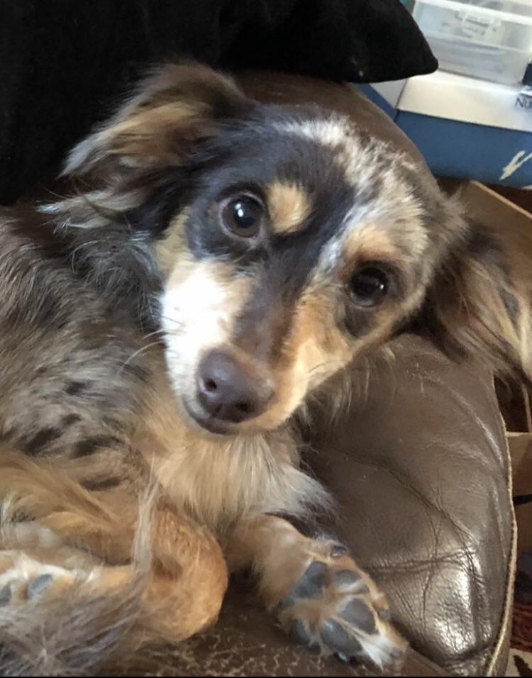 Dobby, Adopted, Adult Female Dachshund (Long Haired) & Chihuahua.