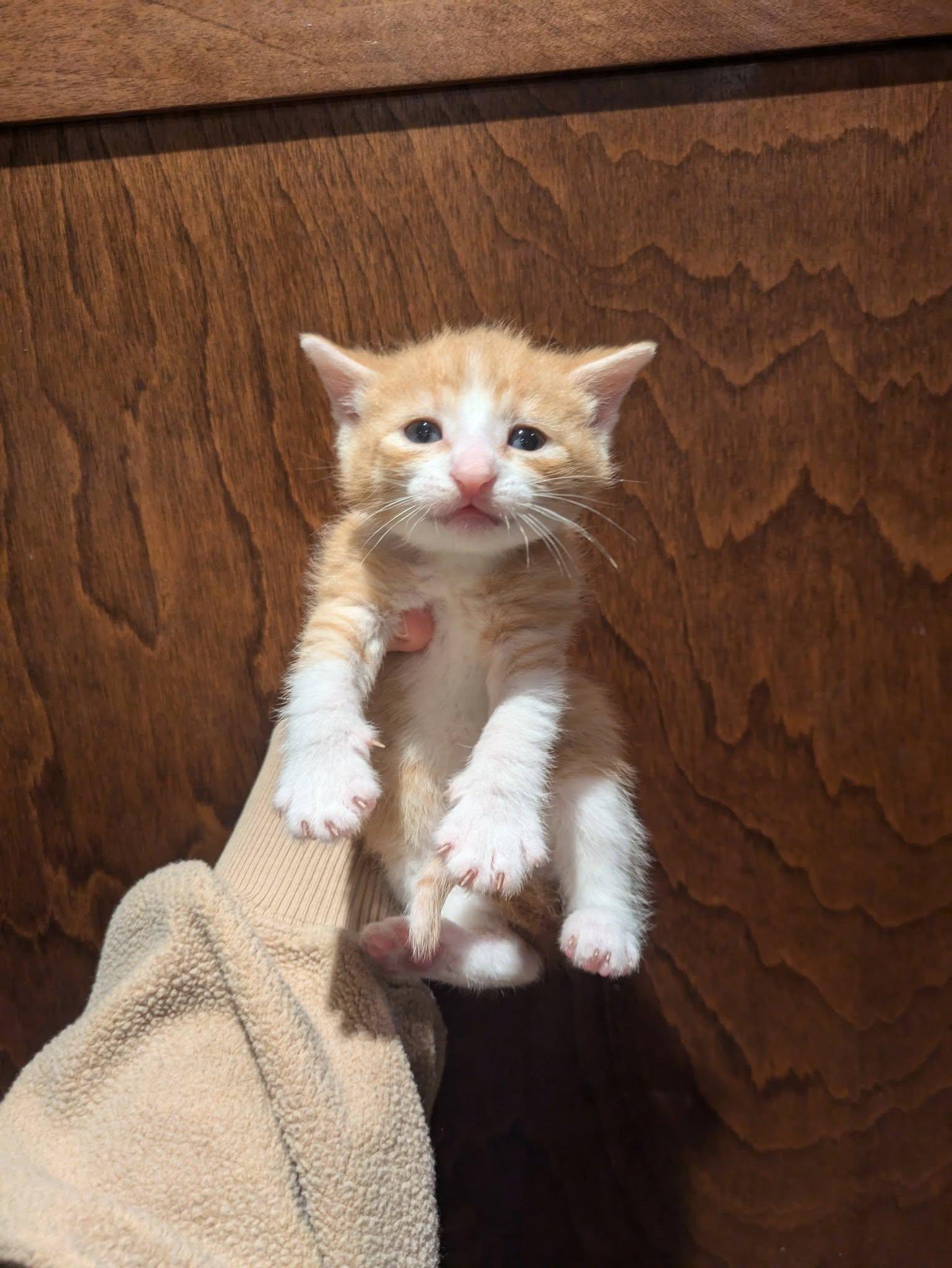 Enlarge Bambam, a Adopted mixed breed in Vaudreuil-Dorion, QC image 2/5