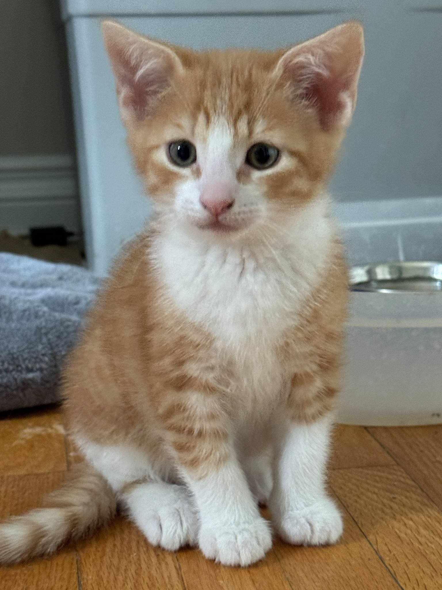 Enlarge Bambam, a Adopted mixed breed in Vaudreuil-Dorion, QC image 4/5