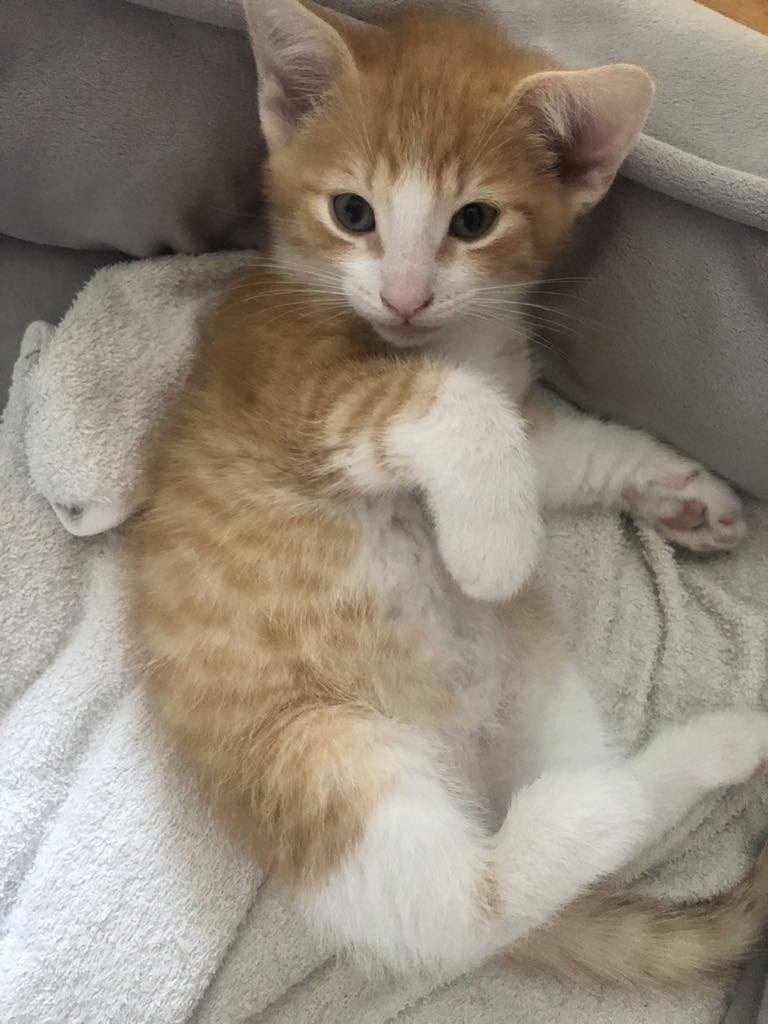 Enlarge Bambam, a Adopted mixed breed in Vaudreuil-Dorion, QC image 5/5