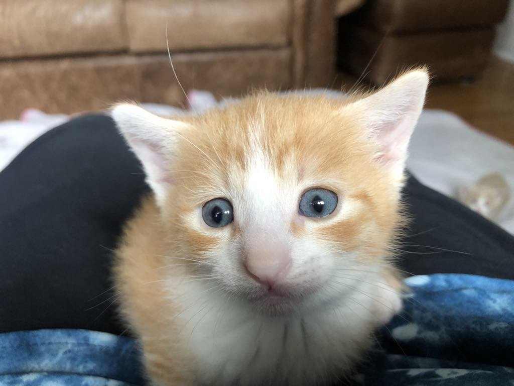 Enlarge Bambam, a Adopted mixed breed in Vaudreuil-Dorion, QC image 3/5