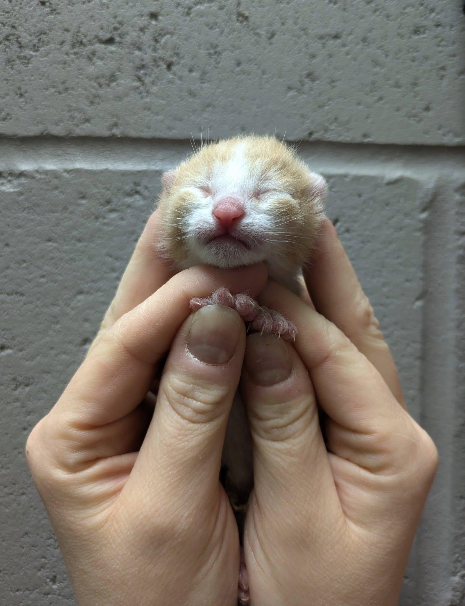 Bambam, Adopted, Kitten Male Domestic Short Hair.