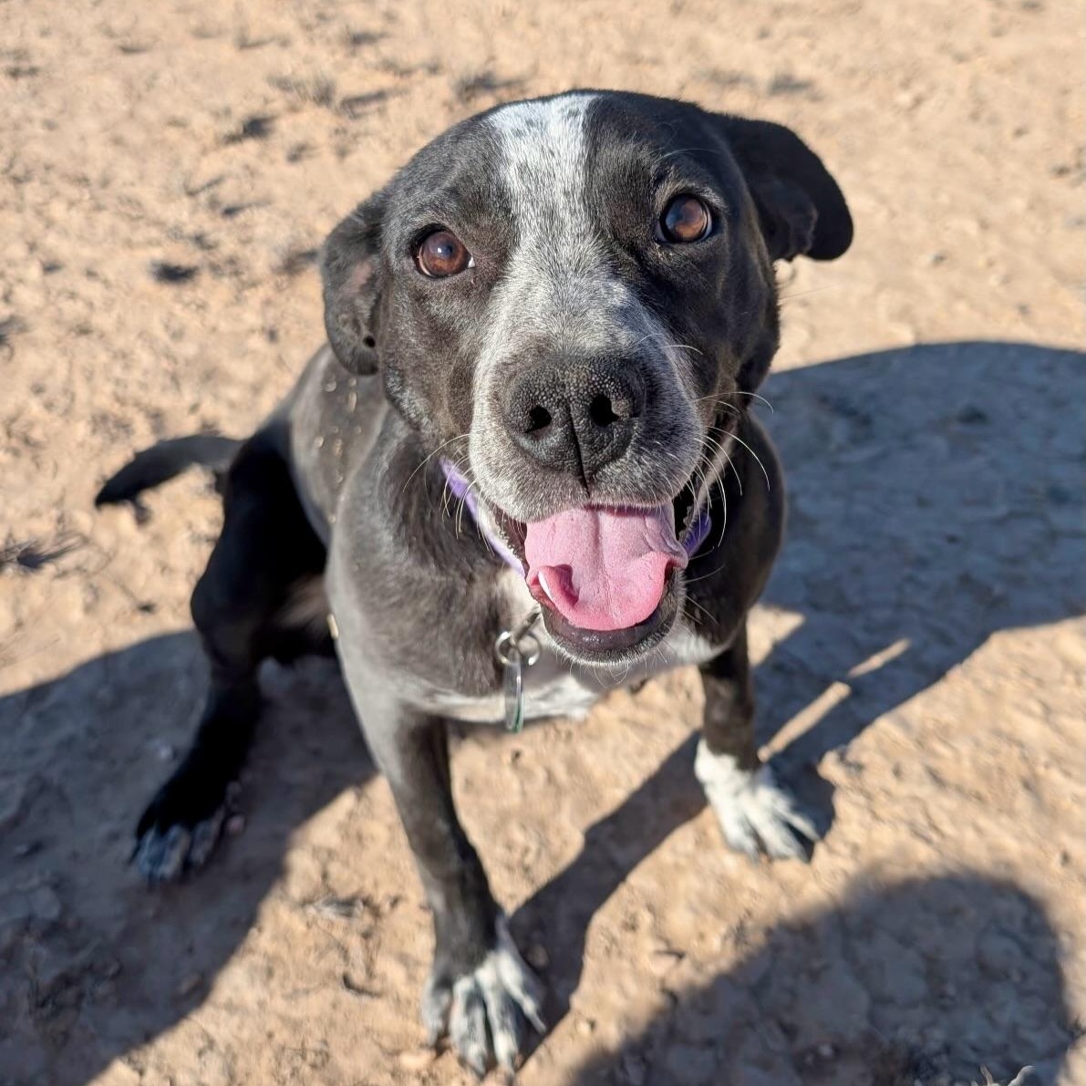 Pinto, ADOPTABLE, Puppy Female Australian Cattle Dog / Blue Heeler.