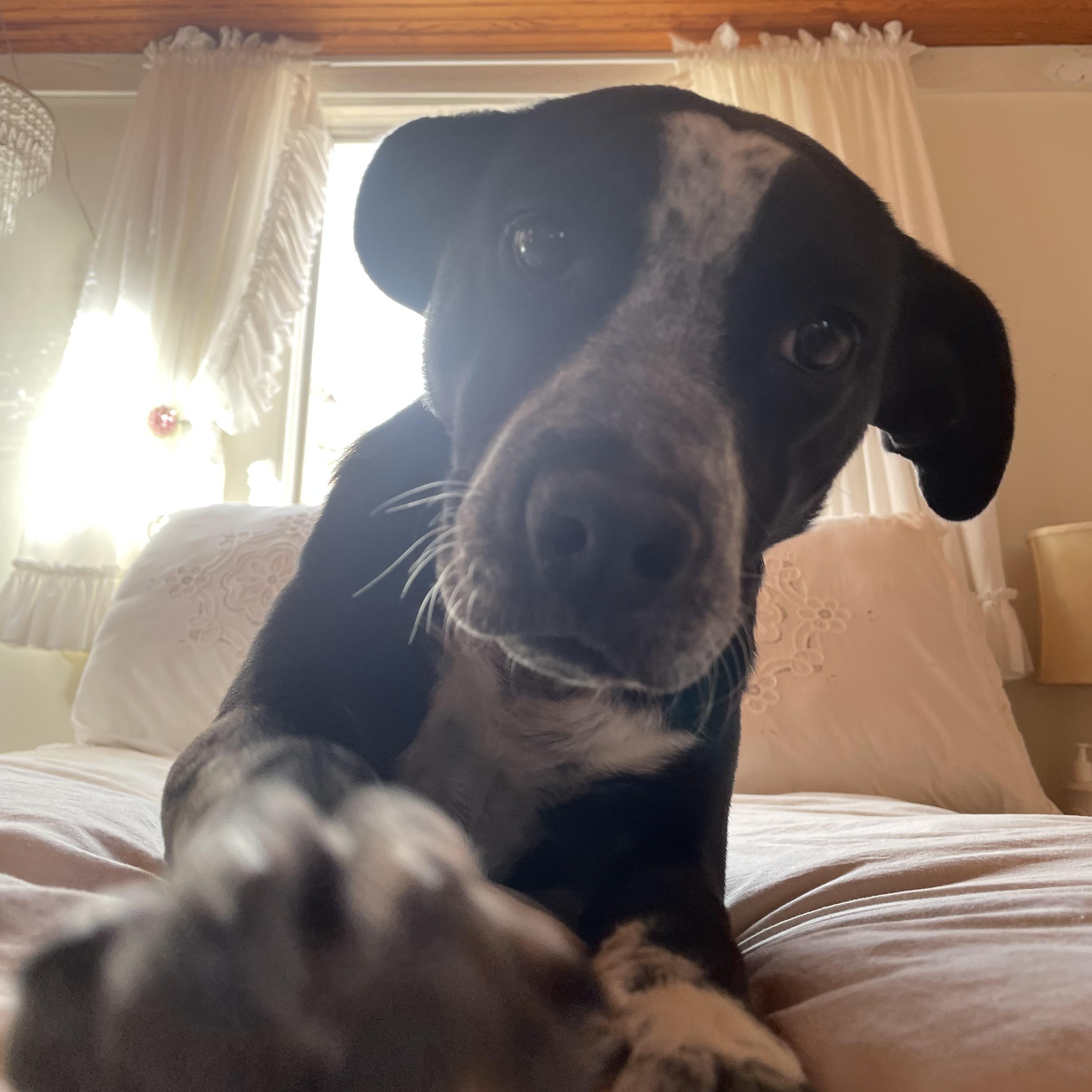 Enlarge Pinto, a ADOPTABLE mixed breed in Marfa, TX image 5/5