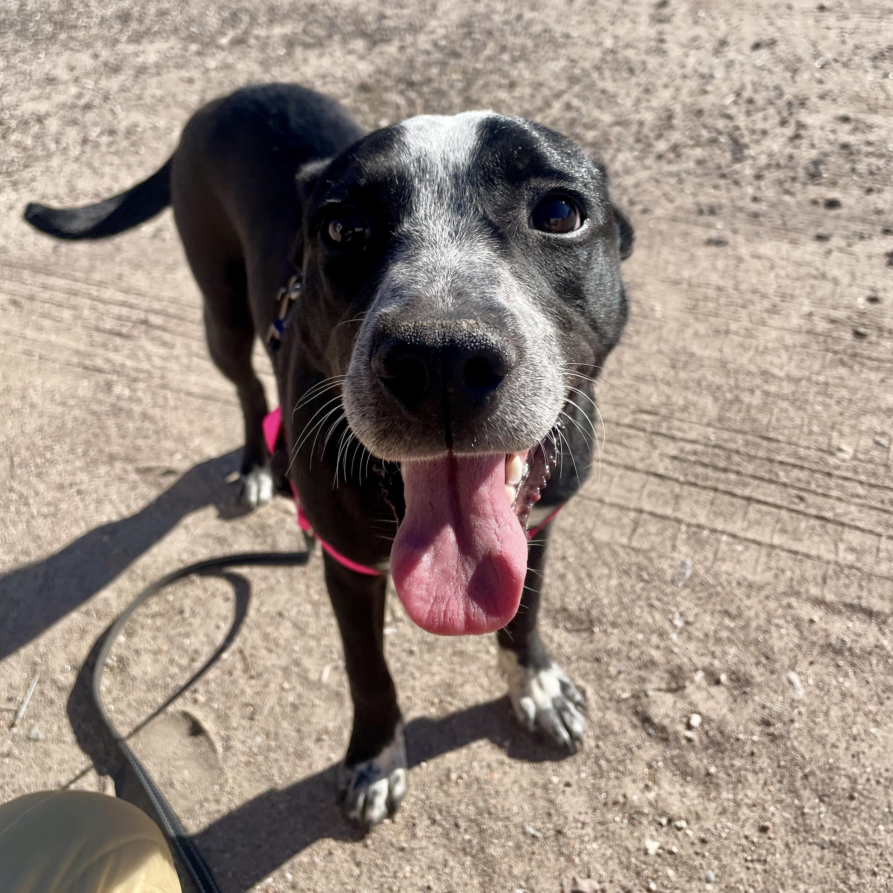 Enlarge Pinto, a ADOPTABLE mixed breed in Marfa, TX image 1/5
