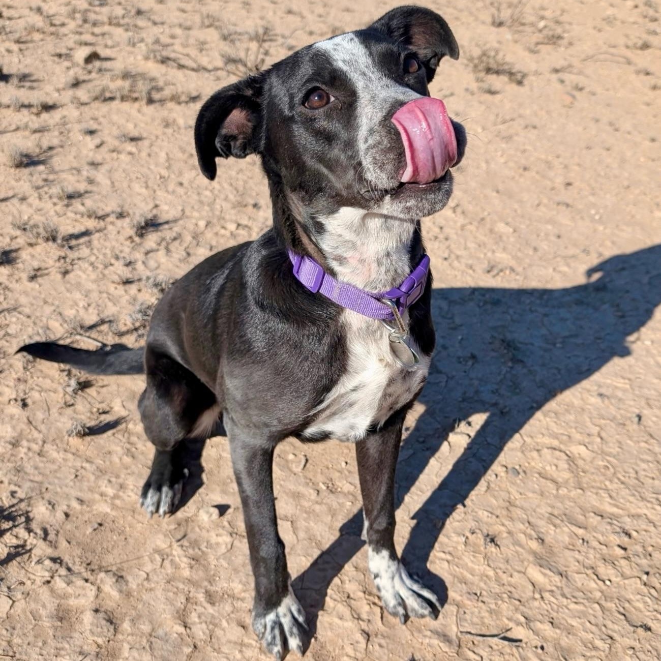 Enlarge Pinto, a ADOPTABLE mixed breed in Marfa, TX image 5/6