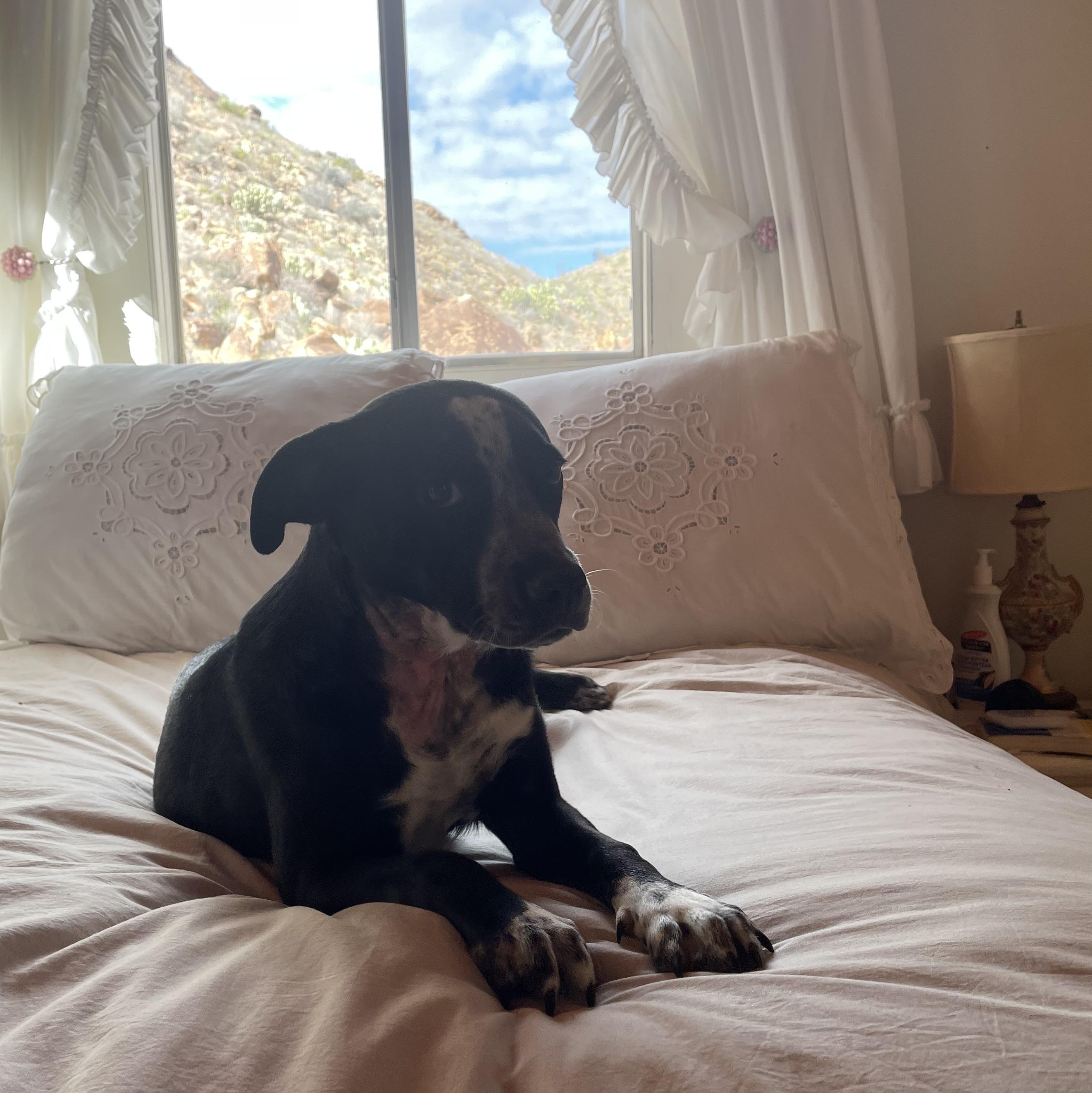 Enlarge Pinto, a ADOPTABLE mixed breed in Marfa, TX image 2/5