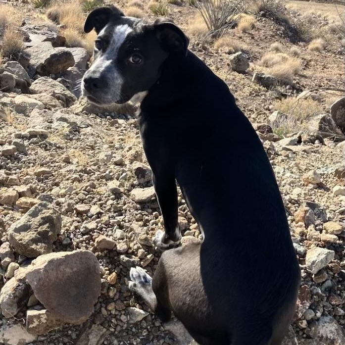Enlarge Pinto, a ADOPTABLE mixed breed in Marfa, TX image 4/5