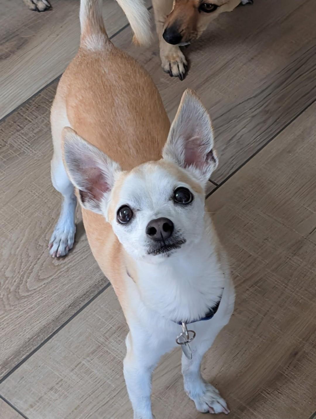 Enlarge Brody, a ADOPTABLE Chihuahua in Lake Forest, CA image 5/5