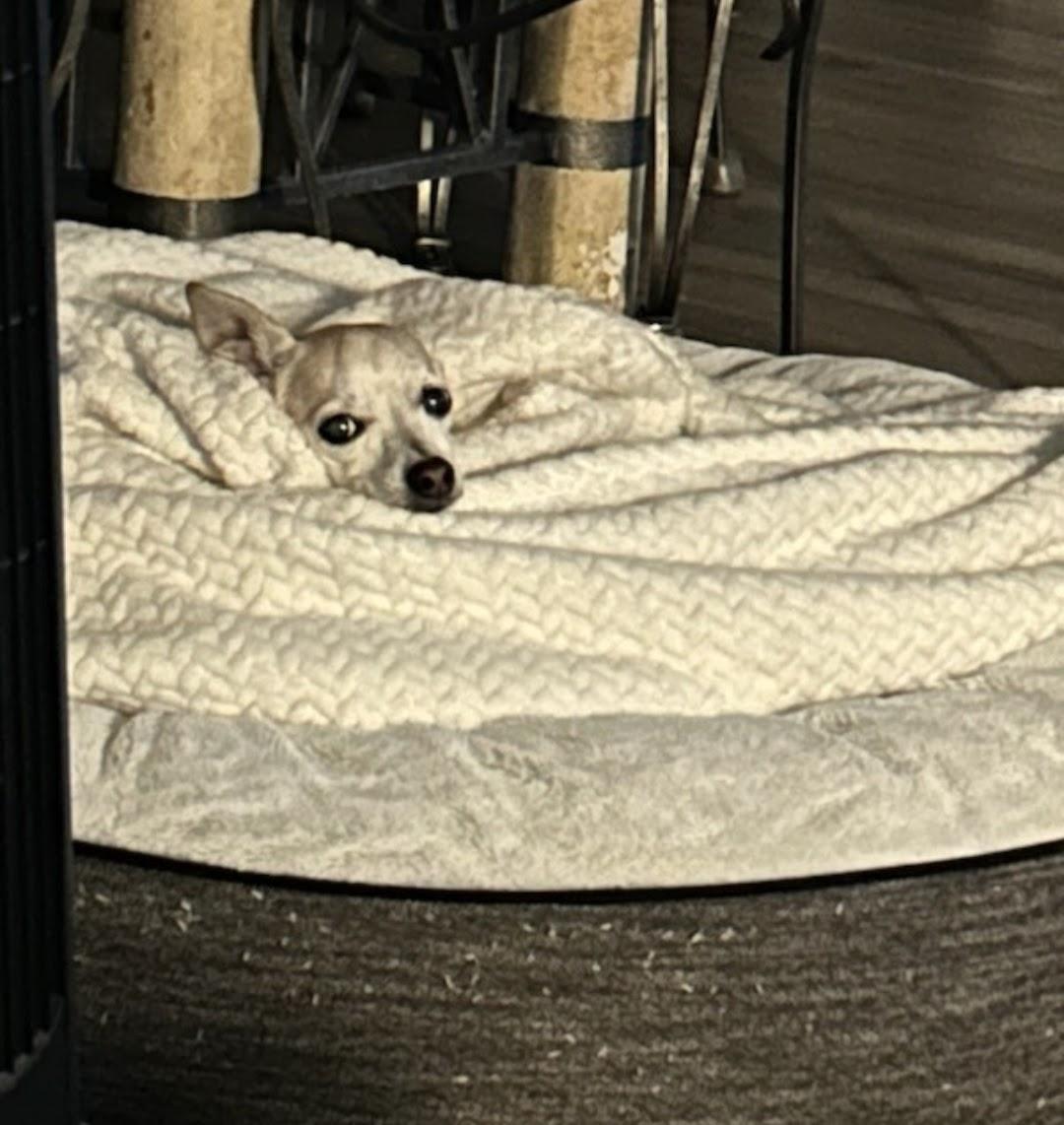 Enlarge Brody, a ADOPTABLE Chihuahua in Lake Forest, CA image 2/4