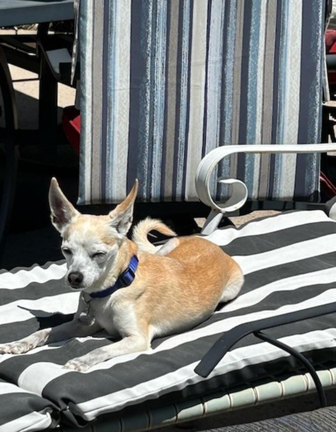 Enlarge Brody, a ADOPTABLE Chihuahua in Lake Forest, CA image 4/4