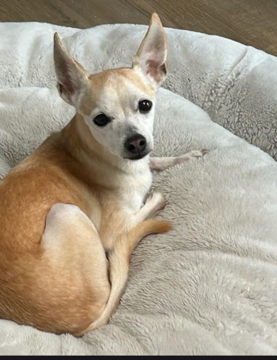 Brody, ADOPTABLE, Adult Male Chihuahua.