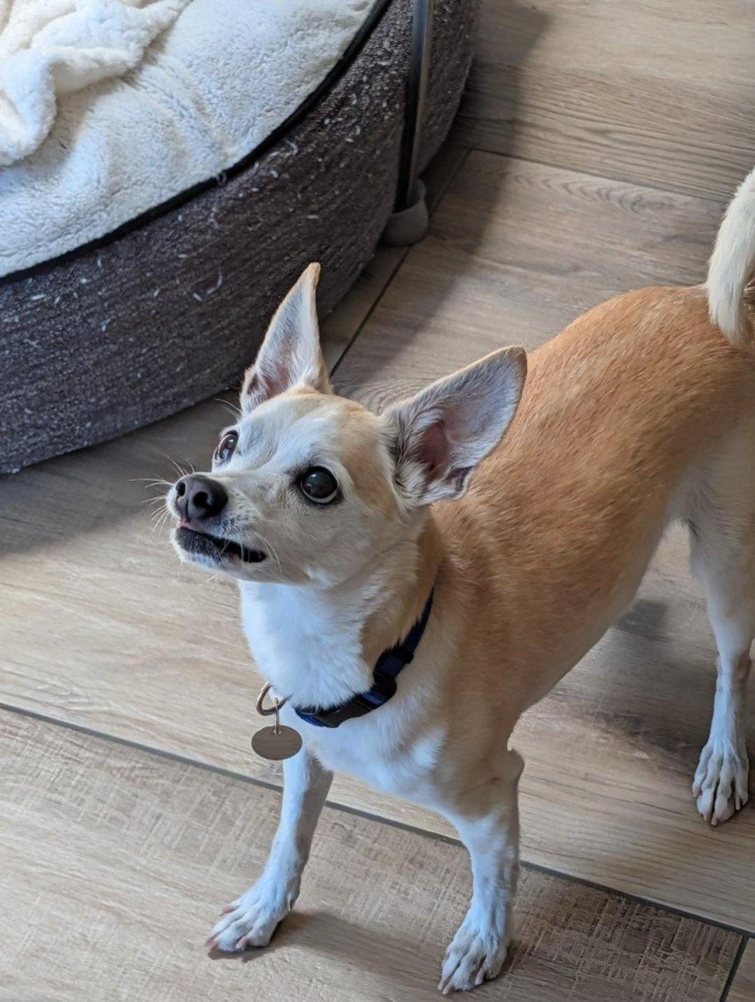 Enlarge Brody, a ADOPTABLE Chihuahua in Lake Forest, CA image 4/5