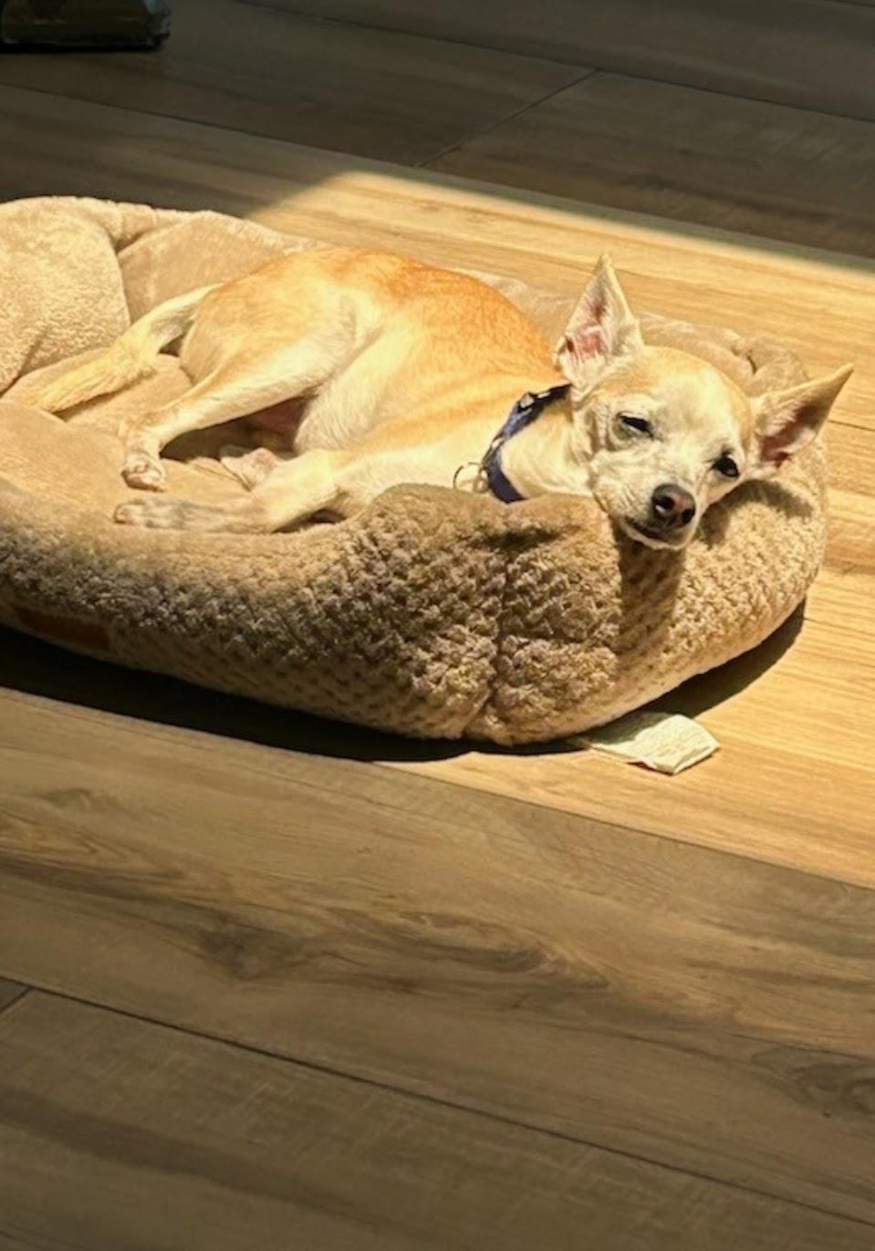 Enlarge Brody, a ADOPTABLE Chihuahua in Lake Forest, CA image 3/4
