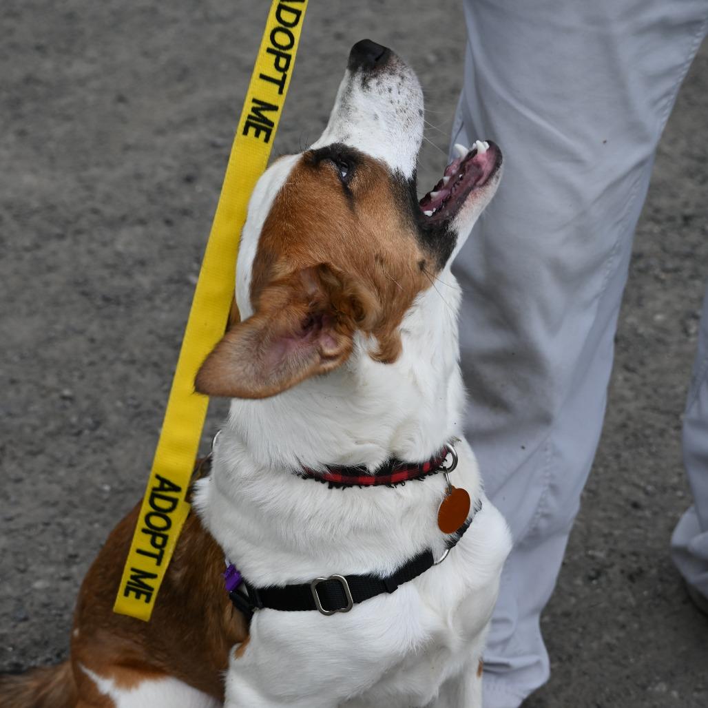 Sassy, Adoptable, Young Female Mixed Breed.