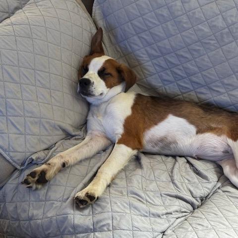 Sassy, Adoptable, Puppy Female Mixed Breed.