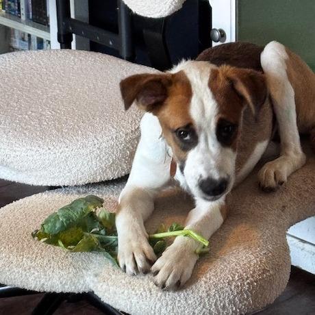 Enlarge Sassy, a Adoptable Mixed Breed in Washougal, WA image 3/4