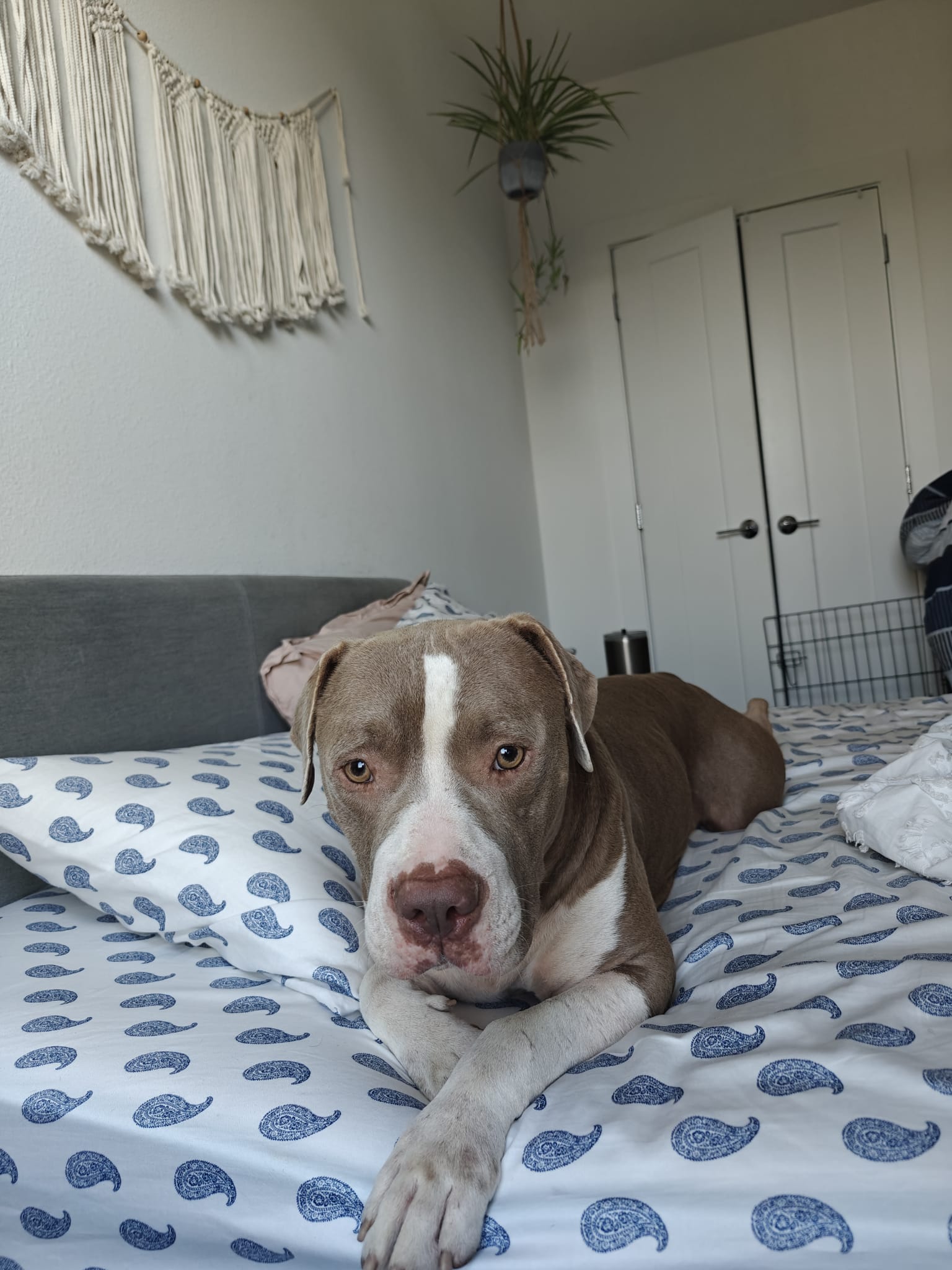 Enlarge Barry, a other mixed breed in Austin, TX image 2/6