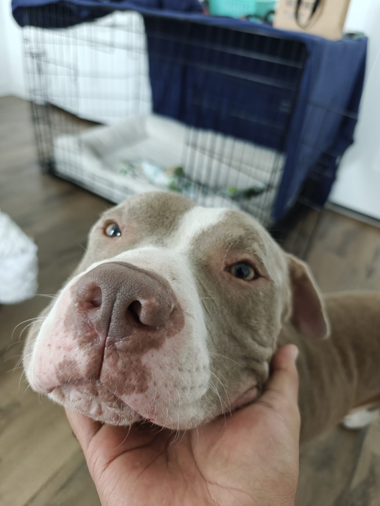 Enlarge Barry, a other mixed breed in Austin, TX image 1/6