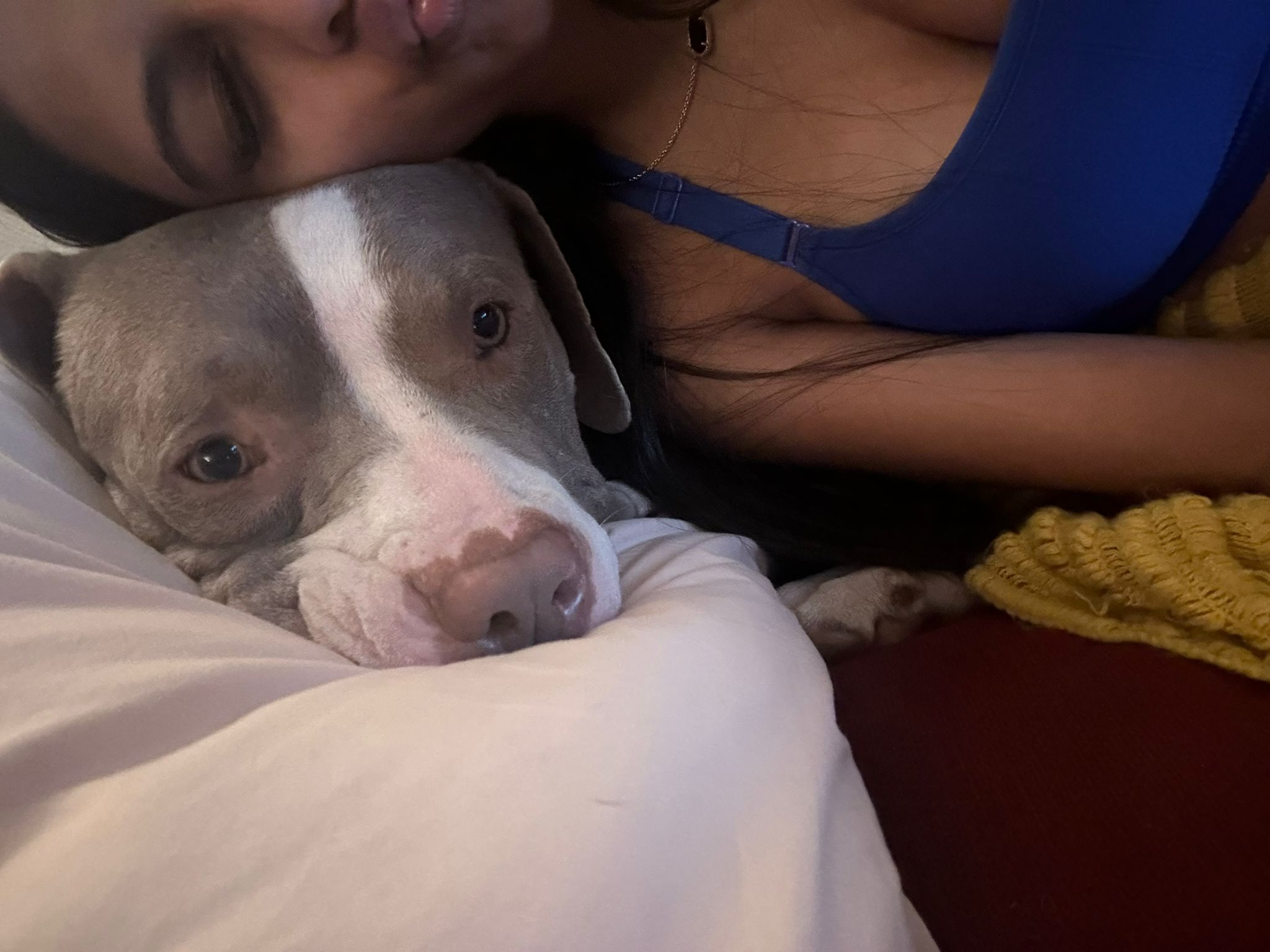 Enlarge Barry, a other mixed breed in Austin, TX image 5/6