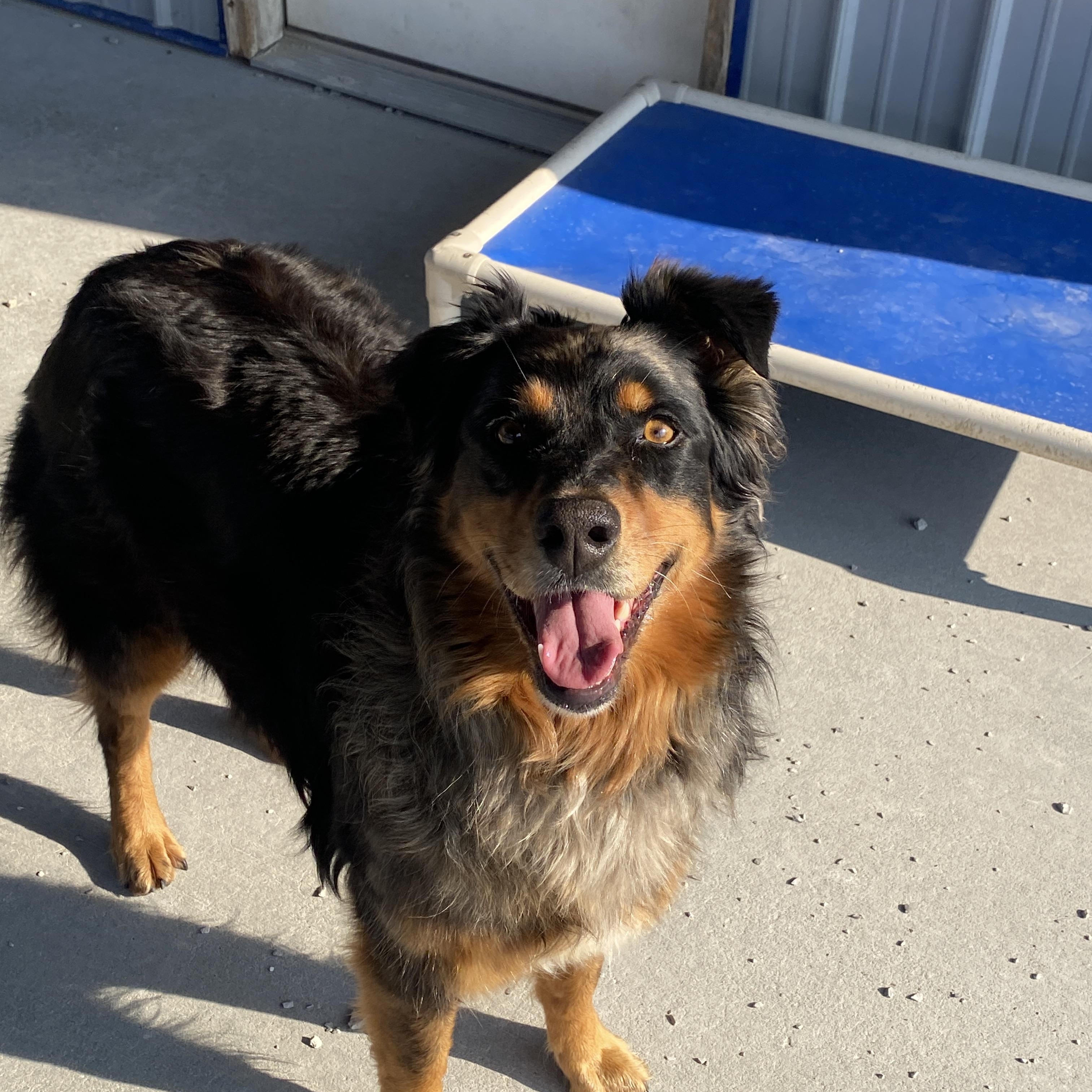 Enlarge Ms. Stella, an adopted Australian Shepherd in Hartford, KY image 5/6